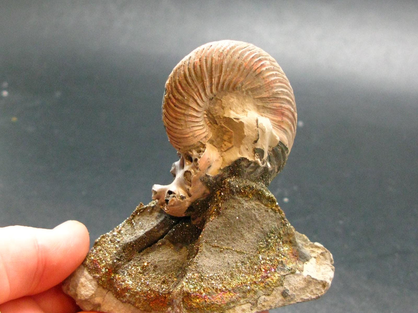 Pyritized Ammonite Fossil On Pyrite Matrix From Russia 150 MYO - 2.7" - 134.33 Grams