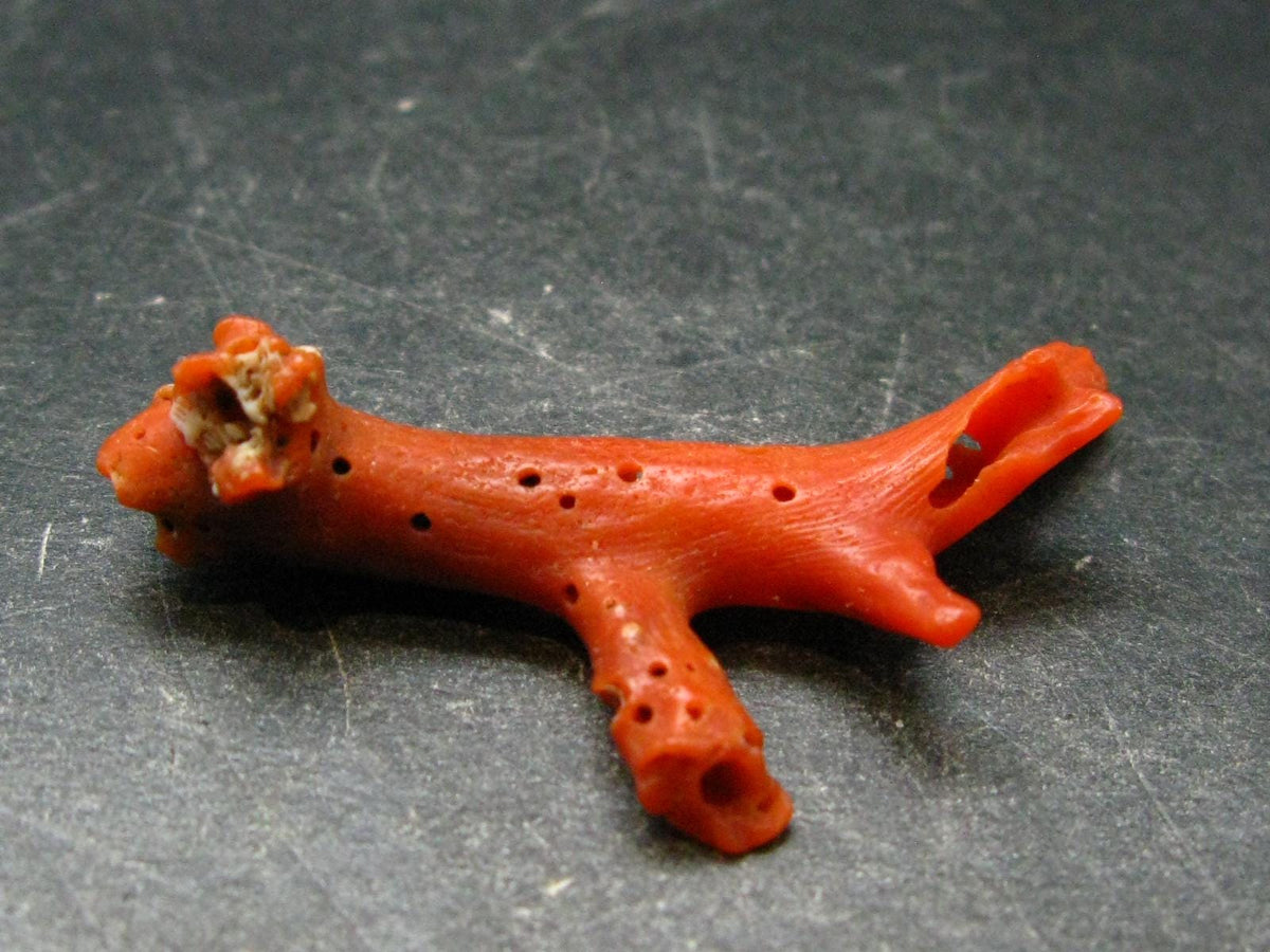 Rare Natural Red Coral From Italy - 1.8" - 2.77 Grams