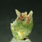 Very Rare Phosphophyllite Crystal From Bolivia - 0.7" - 1.13 Grams