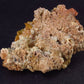 Wulfenite Cluster From Arizona - 2.6"