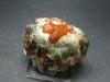 Rare Spessartine Spessartite Orange Garnet Crystal Cluster From Tanzania - 50.3 Grams - 1.7"