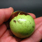 Rare Gaspeite Egg from Australia - 2.1" - 113.7 Grams