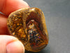 Rare Boulder Opal Piece from Australia - 1.3"