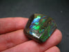 Ammolite Ammollite Fossil From Alberta Canada - 1.3" - 19 Grams