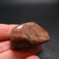 Rare Bustamite Piece from South Africa - 1.3" - 20.27 Grams