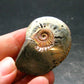 Pyritized Ammonite Fossil From Russia 150 MYO - 1.6" - 26.41 Grams