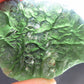 Moldavite Tektite Raw Piece from Czech Republic - 1.6" - 121 Carats - 24.2 Grams