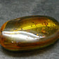 Insects in Amber Piece From Baltic Sea - 6.46 Grams - 1.7"