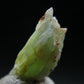 Very Rare Phosphophyllite Crystal From Bolivia - 0.6" - 0.51 Grams