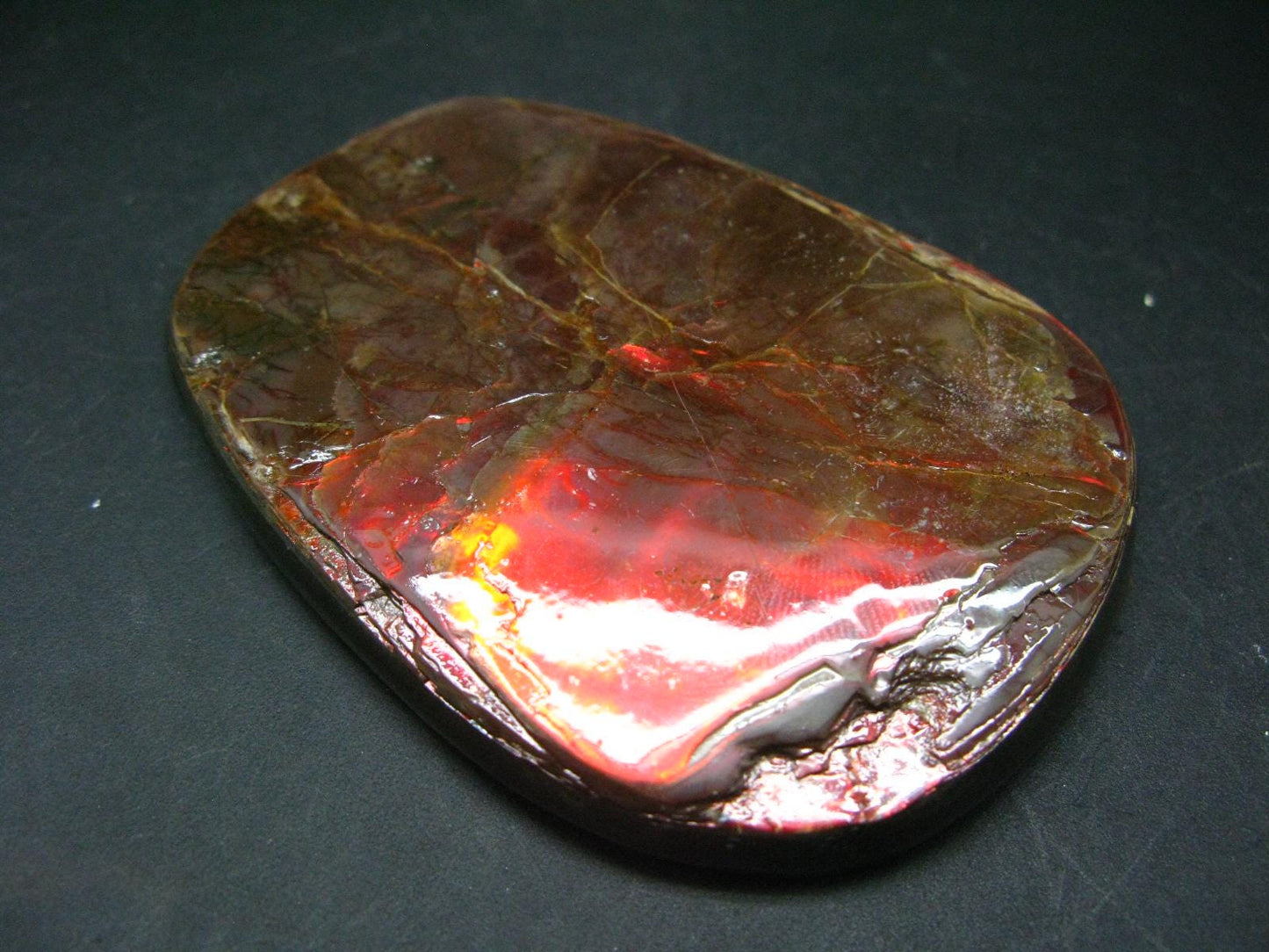 Ammolite Ammollite Fossil From Alberta Canada - 3.7" - 157.2 Grams