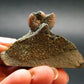 Pyritized Ammonite Fossil On Pyrite Matrix From Russia 150 MYO - 1.4" - 36.43 Grams