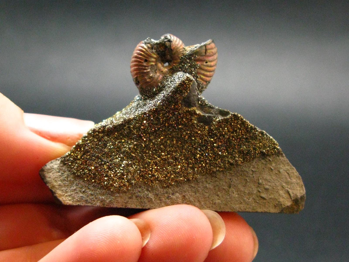 Pyritized Ammonite Fossil On Pyrite Matrix From Russia 150 MYO - 1.4" - 36.43 Grams