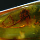 Insects in Amber Piece From Baltic Sea - 6.10 Grams - 2.0"