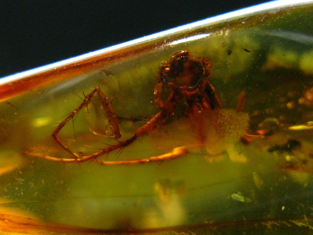 Insects in Amber Piece From Baltic Sea - 6.10 Grams - 2.0"