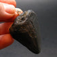 Megalodon Shark Tooth 7 MYO Silver Pendant From S. Carolina USA - 1.9"