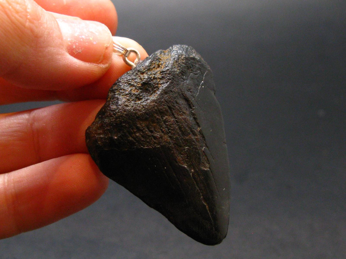 Megalodon Shark Tooth 7 MYO Silver Pendant From S. Carolina USA - 1.9"