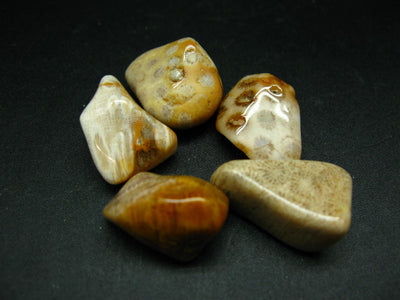 Lot of 5 natural tumbled Multicolor Fossil Coral Gemstones from Indonesia