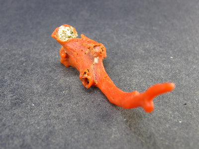 Rare Natural Red Coral From Italy - 2.2" - 3.6 Grams