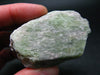 Rare Neon Tremolite Crystal from Tanzania - 2.4" - 52.6 Grams