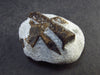 A Perfect Staurolite Crystal on Matrix from Russia - 1.3" - 21.2 Grams