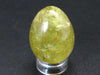 Large Gold Apatite Egg from Mexico - 20.4 Grams - 1.1"