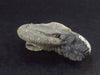 Pyritized Ammonite Fossil From Russia 150 MYO - 2.1" - 41.0 Grams