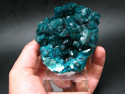 Stunning Dioptase cluster from Congo - 3.2"