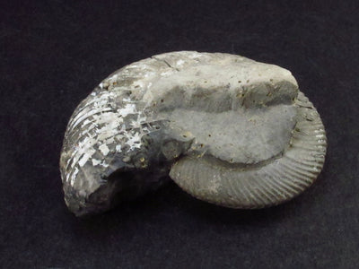 Pyritized Ammonite Fossil From Russia 150 MYO - 2.1" - 41.0 Grams