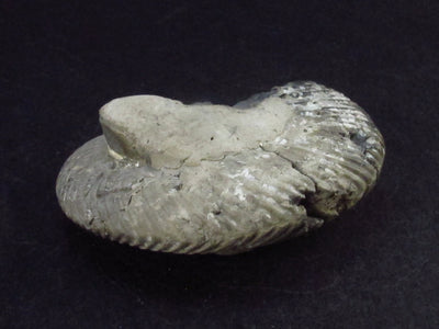 Pyritized Ammonite Fossil From Russia 150 MYO - 2.1" - 41.0 Grams