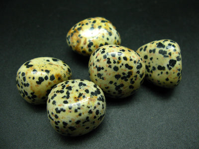 Lot of 5 large genuine tumbled Dalmatian Jasper stones from Mexico