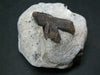 A Perfect Staurolite Crystal on Matrix from Russia - 2.2"