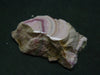 Rhodochrosite Stalactite From Argentina - 1.7" - 19.7 Grams