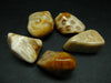 Lot of 5 natural tumbled Multicolor Fossil Coral Gemstones from Indonesia