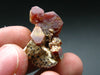 Large Vanadinite Cluster From Morocco - 1.0"