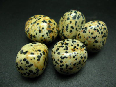 Lot of 5 large genuine tumbled Dalmatian Jasper stones from Mexico