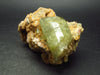 Golden Apatite Cluster From Mexico - 2.8" - 169 Grams