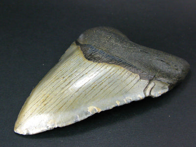 HUGE Megalodon Shark Tooth 7 MYO From S. Carolina USA - 4.2"