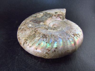 Ammonite Fossil From Madagascar 350 MYO - 4.3" - 365 Grams