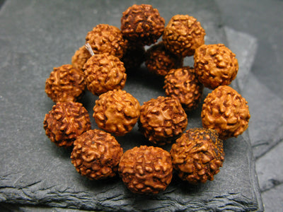 Rudraksha Beads Genuine Bracelet ~ 7 Inches ~ 10mm Beads