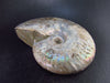 Ammonite Fossil From Madagascar 350 MYO - 4.3" - 365 Grams