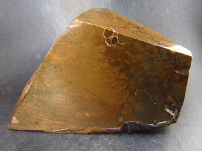 Ammolite Ammollite Fossil From Alberta Canada - 5.1" - 742 Grams