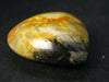 Rare Bumble Bee Jasper Egg From Australia - 1.7"